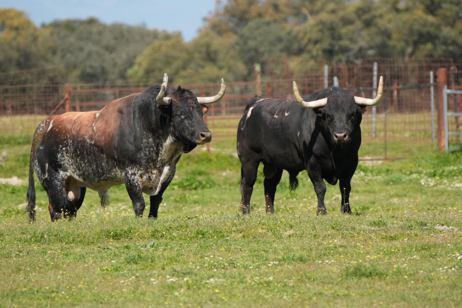 Dos toros bravos en una ganadería