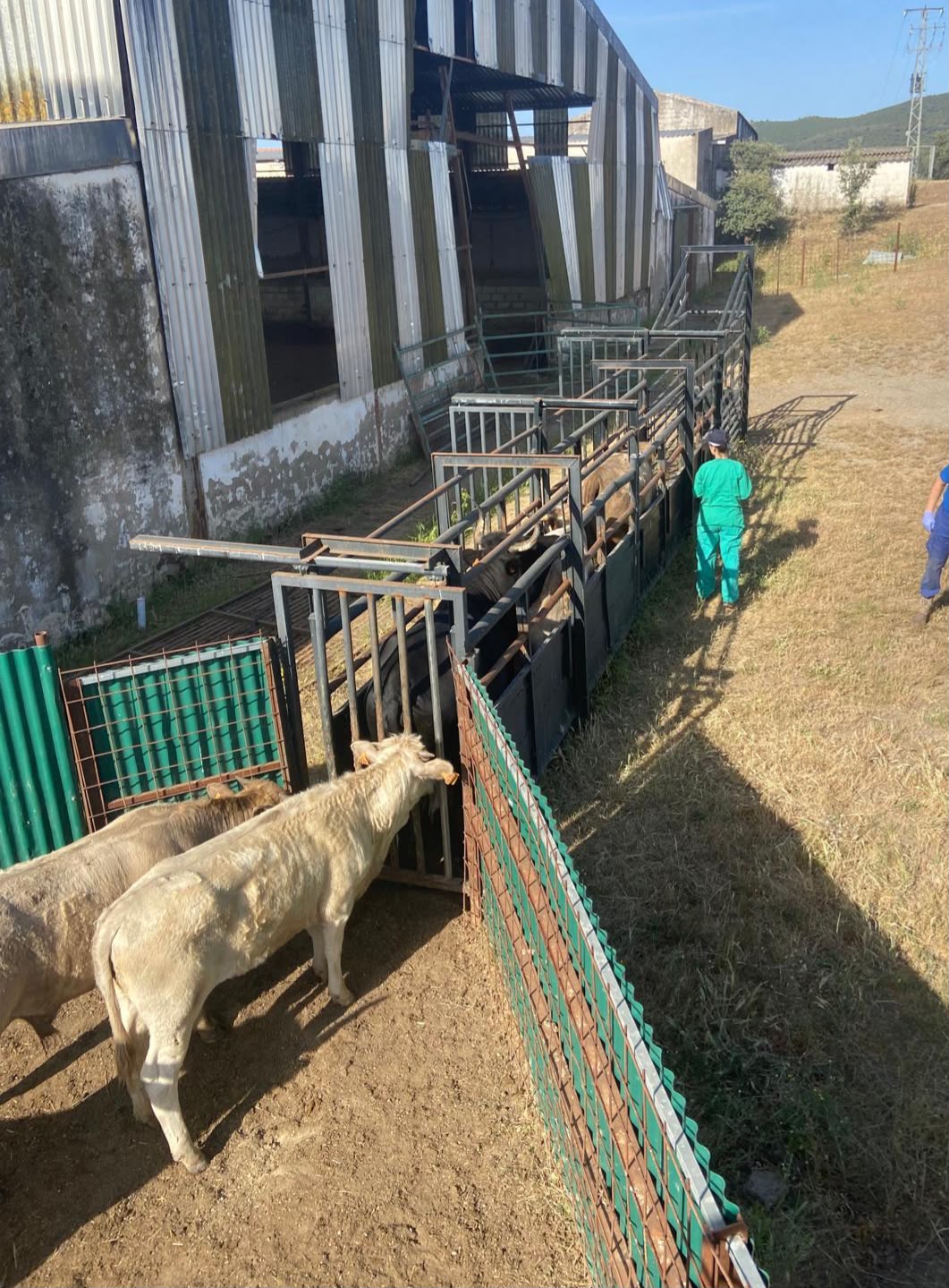 Manejo de ganado en las instalaciones de una explotación