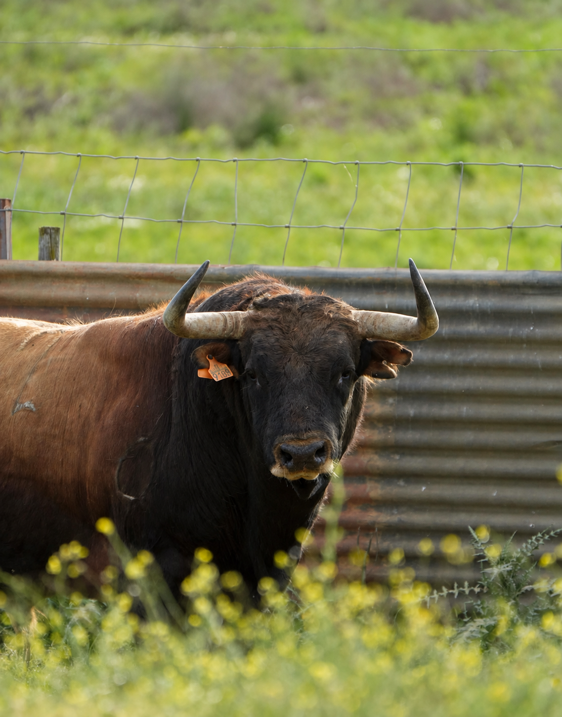 Toro bravo en el campo
